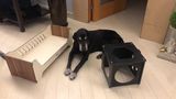 猫窝窝狗窝四季通用狗狗小床宠物床实木泰迪窝狗狗床猫床狗狗用品